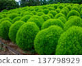 Many kochia plants lined up 137798929