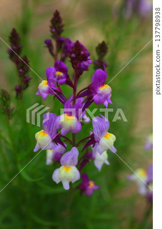 The purple flowers of Sonaria bloom in the spring sunshine. 137798938