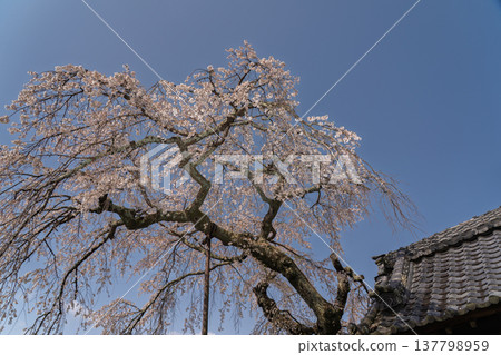 I photographed the magnificent weeping cherry blossoms blooming at Jizo Zen-in Temple in Ide-cho, Tsuzuki-gun, Kyoto Prefecture. 137798959