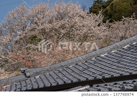 我在京都府都築郡井出町地藏禪院拍攝了盛開的壯麗垂枝櫻花。 137798974