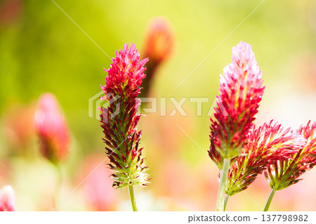 Crimson clover red flowers Crimson clover red flowers 137798982