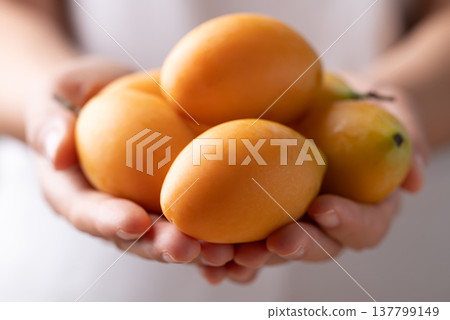 Fresh Marian plum (Mayongchid), Thai tropical fruit in summer season Fresh Marian plum (Mayongchid), Thai tropical fruit in summer season 137799149