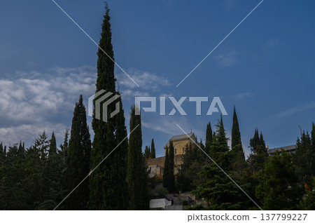 Mediterranean Cypress Trees (Cupressus Sempervirens) Against Blue Sky 137799227