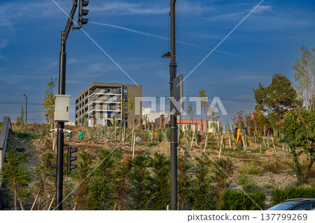Municipal Workers Planting Young Trees on a Street or in a Park in Tbilisi, Georgia. City Greening. 137799269