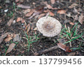 mushroom 137799456