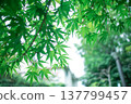 Green maple 137799457
