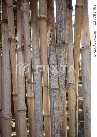 Old bamboo stems texture natural background Old bamboo stems texture natural background 137799465