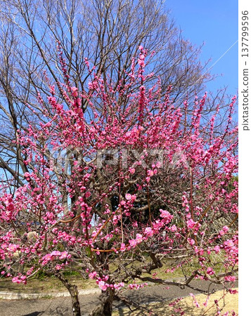 梅花盛開，真是美不勝收。 137799596