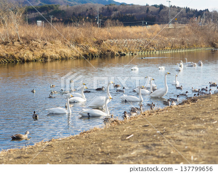 Many waterfowl in the Tsugaruishi River Many waterfowl in the Tsugaruishi River 137799656