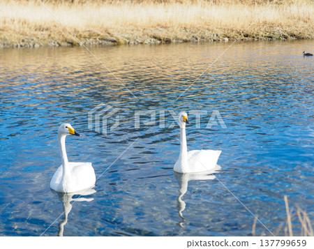 Swans have arrived. Swans have arrived. 137799659