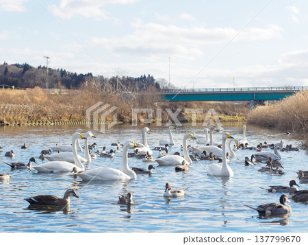 津輕石川的冬景 137799670
