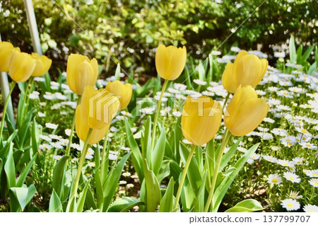 Yellow tulips (near the south exit of JR Kunitachi Station / Kunitachi City, Tokyo) Yellow tulips (near the south exit of JR Kunitachi Station / Kunitachi City, Tokyo) 137799707