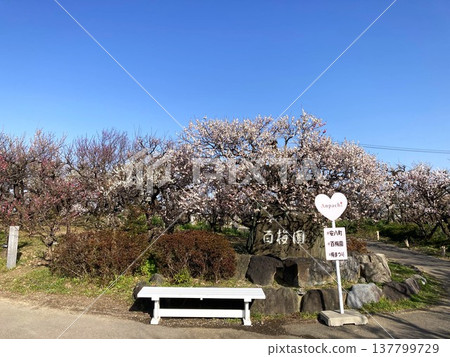A stone monument and a bench with love in the plum grove 137799729