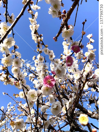 The Genpei-blooming plum blossoms are a delight to look at The Genpei-blooming plum blossoms are a delight to look at 137799730