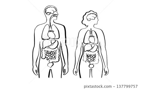Internal Organs Sketch 137799757