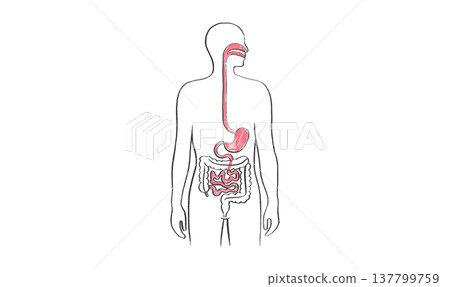 Digestive system diagram Digestive system diagram 137799759