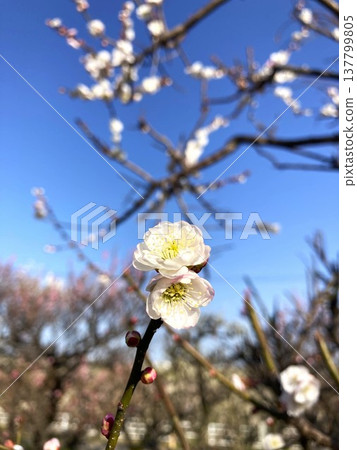 迷人的梅花 迷人的梅花 137799805