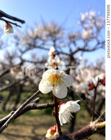The plum blossoms bloomed bravely 137799806