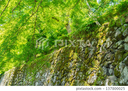 I photographed the fresh greenery at Zenpoji Temple in Nishikyo Ward, Kyoto City, under the dazzling early summer sun. 137800025