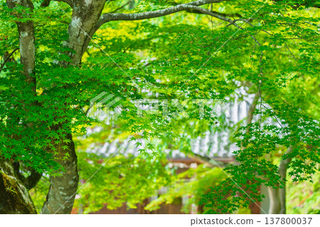 I photographed the fresh greenery at Zenpoji Temple in Nishikyo Ward, Kyoto City, under the dazzling early summer sun. I photographed the fresh greenery at Zenpoji Temple in Nishikyo Ward, Kyoto City, under the dazzling early summer sun. 137800037