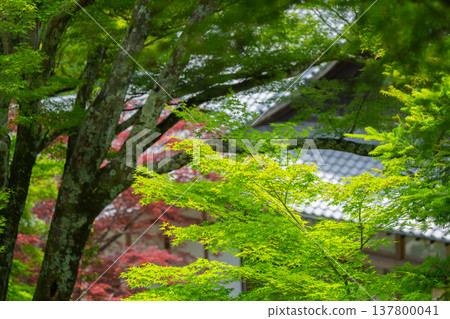 I photographed the fresh greenery at Zenpoji Temple in Nishikyo Ward, Kyoto City, under the dazzling early summer sun. I photographed the fresh greenery at Zenpoji Temple in Nishikyo Ward, Kyoto City, under the dazzling early summer sun. 137800041