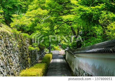 I photographed the fresh greenery at Zenpoji Temple in Nishikyo Ward, Kyoto City, under the dazzling early summer sun. I photographed the fresh greenery at Zenpoji Temple in Nishikyo Ward, Kyoto City, under the dazzling early summer sun. 137800051