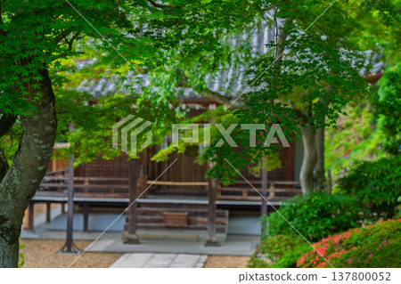 在初夏燦爛的陽光下,我拍攝了京都市西京區禪寶寺的翠綠景色。 在初夏燦爛的陽光下,我拍攝了京都市西京區禪寶寺的翠綠景色。 137800052