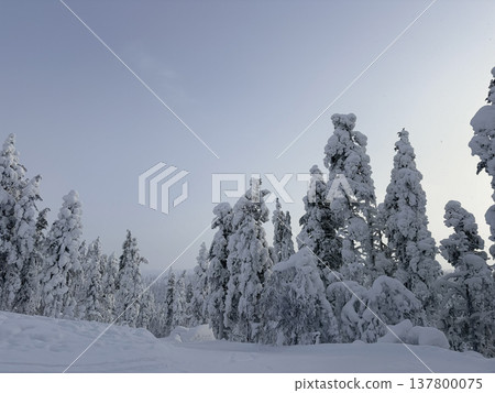 芬蘭羅瓦涅米白雪皚皚的森林和冬季景色 芬蘭羅瓦涅米白雪皚皚的森林和冬季景色 137800075