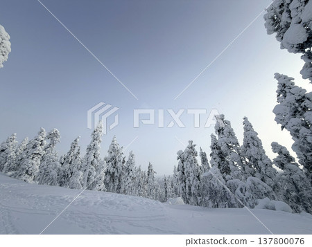 芬蘭羅瓦涅米白雪皚皚的森林和冬季景色 137800076