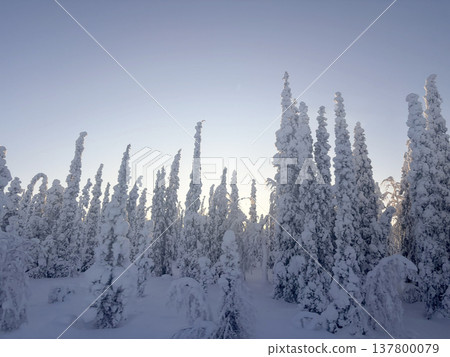 Snow-covered forests and winter landscapes of Rovaniemi, Finland 137800079