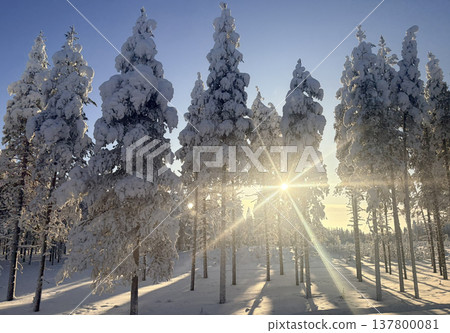 A winter landscape of snowy forests and sunlight streaming through in Rovaniemi, Finland. 137800081