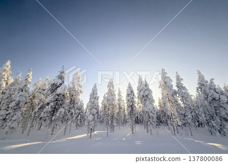 A winter landscape of snowy forests and sunlight streaming through in Rovaniemi, Finland. 137800086