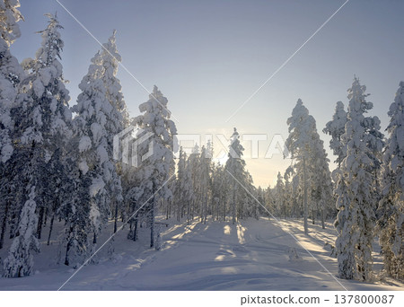 A winter landscape of snowy forests and sunlight streaming through in Rovaniemi, Finland. 137800087
