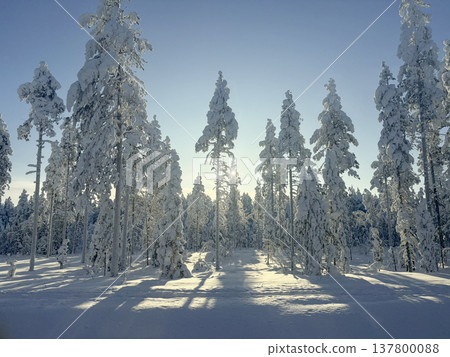 A winter landscape of snowy forests and sunlight streaming through in Rovaniemi, Finland. 137800088
