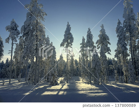 芬蘭羅瓦涅米，冬日景色：白雪皚皚的森林，陽光透過樹葉灑下斑駁的光影。 137800089