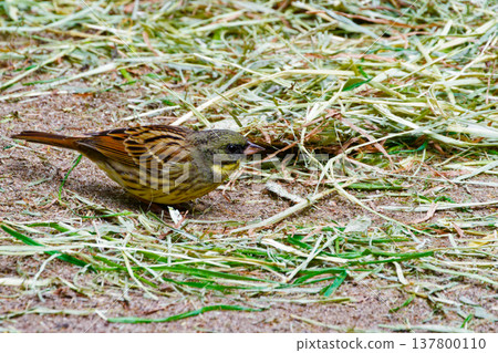 一隻雄性黃鷂（Emberiza spp.）在地面覓食。 137800110