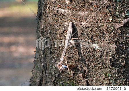 A praying mantis preying on a cicada in a tree. A praying mantis preying on a cicada in a tree. 137800140