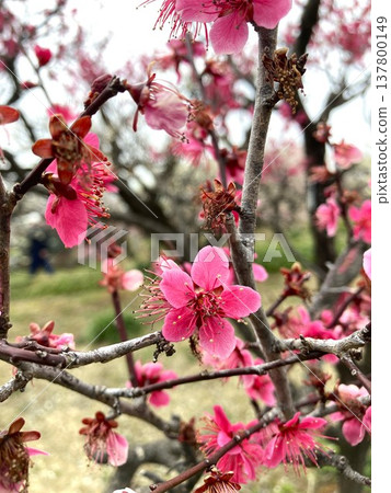 Plum blossoms telling the arrival of spring Plum blossoms telling the arrival of spring 137800149