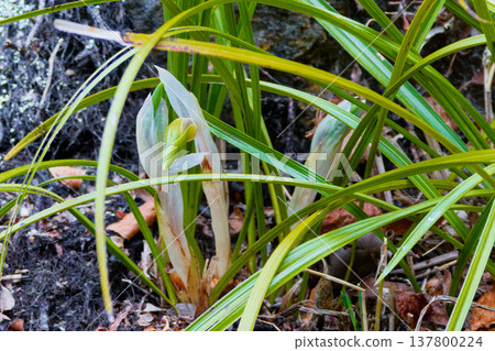 Spring wild grass Shunlan Spring wild grass Shunlan 137800224