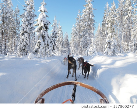 Dog sledding experience and winter scenery of the snowy forest in Rovaniemi, Finland Dog sledding experience and winter scenery of the snowy forest in Rovaniemi, Finland 137800277