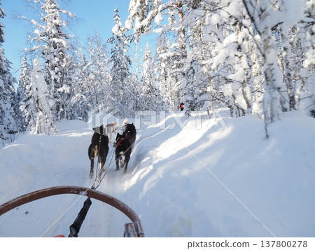 Dog sledding experience and winter scenery of the snowy forest in Rovaniemi, Finland Dog sledding experience and winter scenery of the snowy forest in Rovaniemi, Finland 137800278