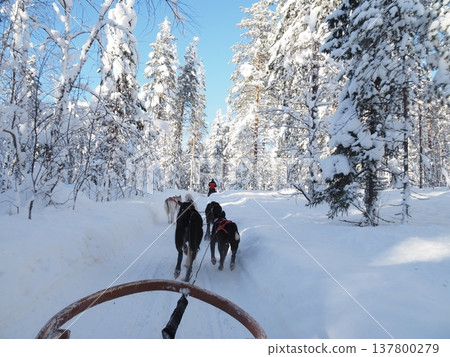 Dog sledding experience and winter scenery of the snowy forest in Rovaniemi, Finland Dog sledding experience and winter scenery of the snowy forest in Rovaniemi, Finland 137800279