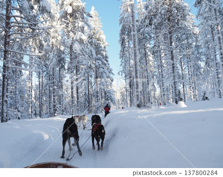 Dog sledding experience and winter scenery of the snowy forest in Rovaniemi, Finland Dog sledding experience and winter scenery of the snowy forest in Rovaniemi, Finland 137800284