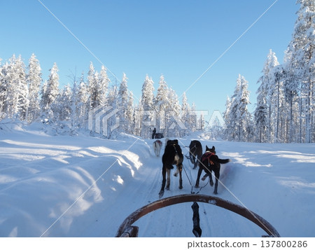 Dog sledding experience and winter scenery of the snowy forest in Rovaniemi, Finland Dog sledding experience and winter scenery of the snowy forest in Rovaniemi, Finland 137800286