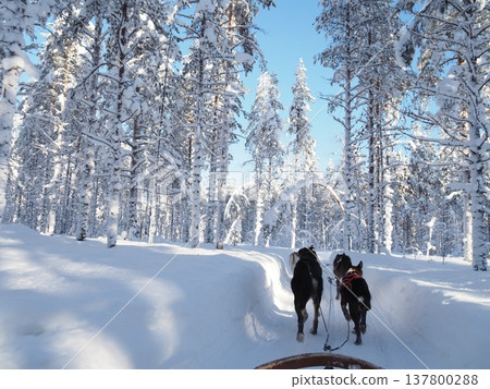 Dog sledding experience and winter scenery of the snowy forest in Rovaniemi, Finland Dog sledding experience and winter scenery of the snowy forest in Rovaniemi, Finland 137800288