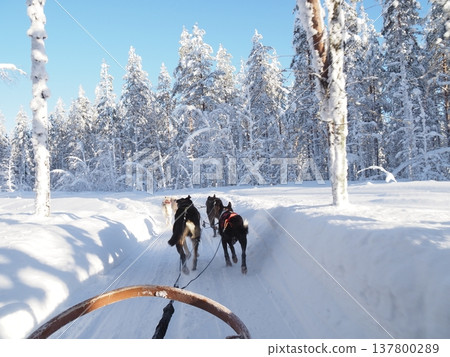Dog sledding experience and winter scenery of the snowy forest in Rovaniemi, Finland Dog sledding experience and winter scenery of the snowy forest in Rovaniemi, Finland 137800289