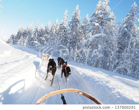 在芬蘭羅瓦涅米體驗狗拉雪橇，欣賞白雪皚皚的森林冬景。 137800291
