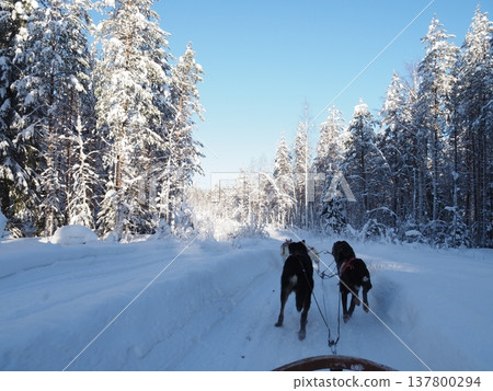Dog sledding experience and winter scenery of the snowy forest in Rovaniemi, Finland Dog sledding experience and winter scenery of the snowy forest in Rovaniemi, Finland 137800294