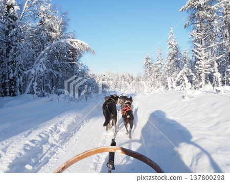 在芬蘭羅瓦涅米體驗狗拉雪橇,欣賞白雪皚皚的森林冬景。 在芬蘭羅瓦涅米體驗狗拉雪橇,欣賞白雪皚皚的森林冬景。 137800298