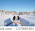 在芬蘭羅瓦涅米體驗狗拉雪橇，欣賞白雪皚皚的森林冬景。 137800301